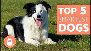 The Most Intelligent Dog Breeds in the World  Everything you need to know [upl. by Enrobialc]