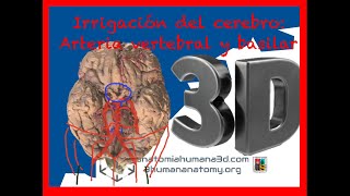 Irrigación cerebral Arterias vertebrales y arteria basilar Vas a quedar experto en la materia [upl. by Ilenna983]