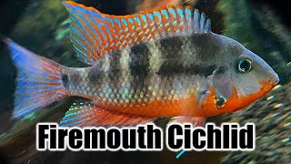 Firemouth Cichlid  Care Guide amp Species Profile [upl. by Revlis]