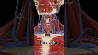 Thyroid gland viralreels anatomy physiotharapist exercise thyroid doctor motivation [upl. by Holcomb227]