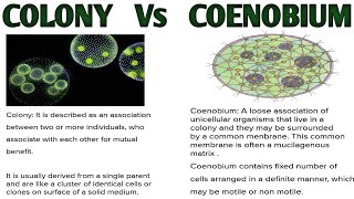 Difference between COLONY amp COENOBIUM  Bsc Botany Notes with full Explanation ZBC [upl. by Aiht]