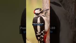 ¿Sabías ESTO De El PÁJARO CARPINTERO 👀 shorts animales curiosidades [upl. by Eihcra466]