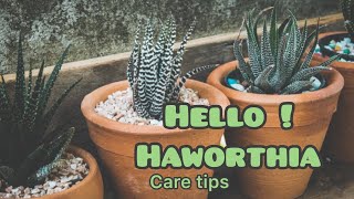 HOW TO CARE FOR A HAWORTHIA  HAWORTHIA CARE TIPS N DETAIL [upl. by Longawa]