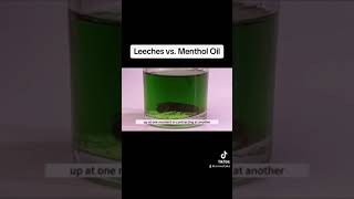 Leech vs Menthol Oid [upl. by Ronnie47]