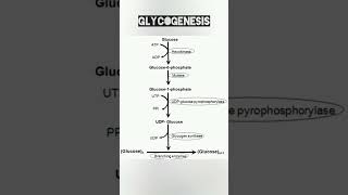 Glycogenesis Pathway  Glycogenesis Cycle  Medi Queries [upl. by Tybald]