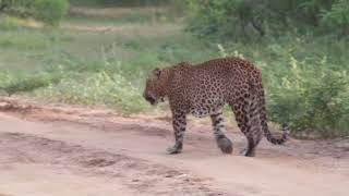 Why do leopards eat soil  Leopard Trails [upl. by Latnahs618]