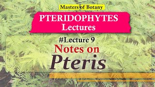 Lecture 9  Pteris Life Cycle  Pteridophyta Lecture Notes [upl. by Magdalen]