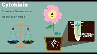 PLANT HORMONES  Auxin Gibberellin Cytokinin Ethylene Abscisic Acid [upl. by Tolmach941]