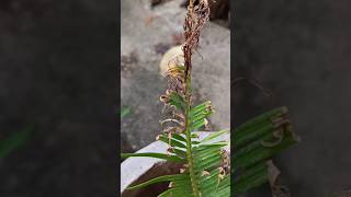 How to care cycas plant  How to protect cycas plant from insect  gardening cycas [upl. by Paugh]