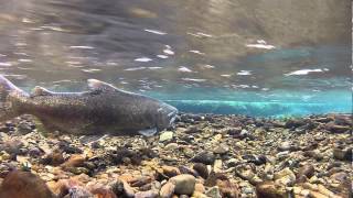 Wild Salmon Spawning May 2013 [upl. by Molahs736]