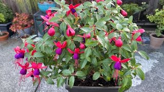 Bringing A Fuchsia Indoors For Winter [upl. by Oglesby]