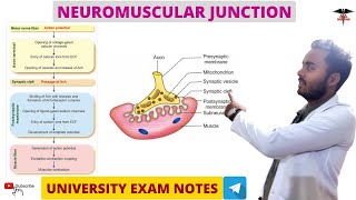 Neuromuscular Junction  Muscle physiology [upl. by Gabel479]