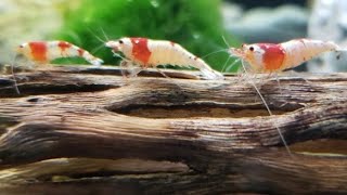 Explaining Caridina Shrimp Genetics Mischlings Golden Bee Crystal Red amp Blue Bolt Breeding [upl. by Obala]