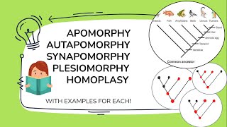 Apomorphy Synapomorphy Plesiomorphy Symplesiomorphy Homoplasy Autapomorphy with examples [upl. by Soule622]