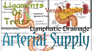 Duodenum2Ligament Of TreitzBlood SupplyNerve SupplyVenous DrainageLymphatic DrainageAbdominal [upl. by Chenee35]