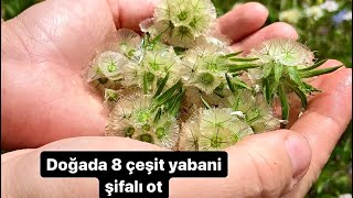 Doğada 8 çeşit YENİLEBİLİR ŞİFALI OT VE ÇİÇEK [upl. by Iror]