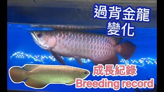 龍魚飼養紀錄 Hong Long Arowana 主人完整記錄回傳分享 Scleropages formosus cá rồng [upl. by Leonie32]