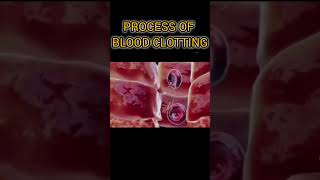 Process of Blood Clotting  Animation  You need to Know facts science knowledge [upl. by Shwalb]