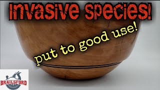 Watch The Magic Crafting A Beautiful Bowl From Bradford Pear [upl. by Alyss]