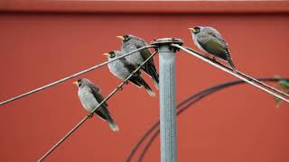 Australian Noisy Miner Babies call for food Attract miner birds to your garden playing this loudly [upl. by Thema]