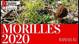 Morilles  mes premieres morilles 2020 france [upl. by Eiba]