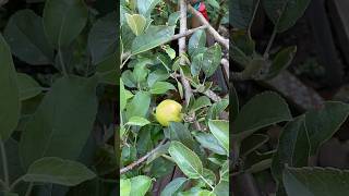 Apples growing on our dwarf braeburn apple tree in the UK 🍎 nature tree apple garden [upl. by Winfrid153]