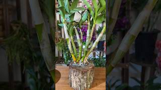 great tips propagation dendrobium plant from cutting branches short plant orchid [upl. by Alyahs28]