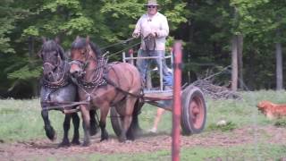 Brabant Belgian Draft Horse Power on the Julian Family Dairy Farm [upl. by Ardnaiek]