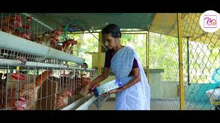 bv380 kozhi in kerala Alappuzha  terrace poultry farming  3six [upl. by Malloch]