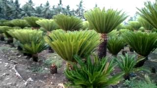 Cycas revoluta  Rajkumar nursery  groud level view [upl. by Bryana]