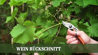 Sommer Beschnitt am Wein  Wann und wie beschneidet man Wein [upl. by Arleen]