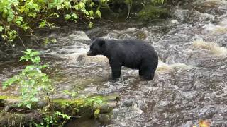 Ketchikan Alaska Black Bear Wildlife amp Nature Walk Majestic Princess Sept 3 2021 [upl. by Nivel]