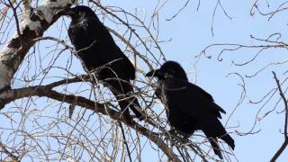 Common Raven Courtship [upl. by Laud233]