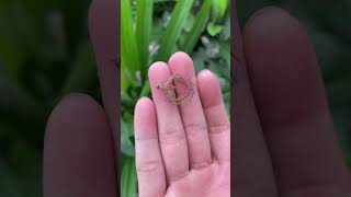 Huntsman Spider molts are SO COOL  🕷️ shorts [upl. by Donnenfeld]