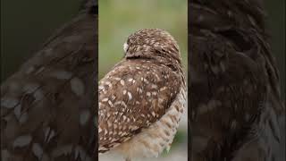 burrowing owl [upl. by Bruell798]