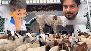 Vlog  11 Old Washermenpet Market Masjid Bakrid Special Sheep and Goat Sales at low price Ch21 [upl. by Rehpotsrihc]