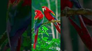 umarathe chembakathe chutti vanna thathe whatsapp status parrot picture [upl. by Eetsim]