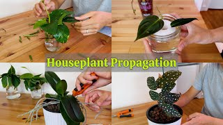 149  Indoor Plant Propagation  Houseplant Chores [upl. by Airottiv]