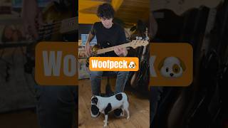 Woofpeck🐶 It gets funkier IV🔥 bass bassgroove joedart vulfpeck baixo [upl. by Refinnaj]