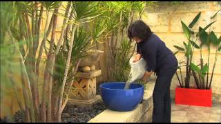 The Garden Gurus  Creating Water Bowl Features at Home [upl. by Landy523]