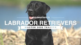 The Surprising Truth About Labrador Retrievers Nobody Tells You [upl. by Ignatius]