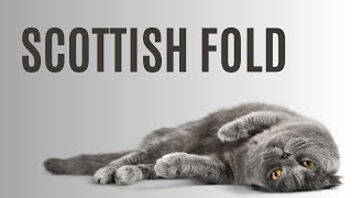 Scottish Fold Cats  quotExploring the Enchanting World of Scottish Fold Catsquot [upl. by Decca]