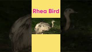 Rhea Bird  Greater Rhea Bird Flightless  shorts Youtubeshorts trending [upl. by Nakada]