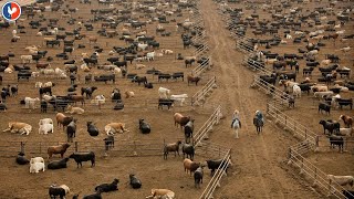 Plus Grand Ferme Bovins  Comment agriculteur américain élève des millions de bovins [upl. by Aylatan]