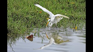 Great Egret Hunting [upl. by Mcloughlin839]