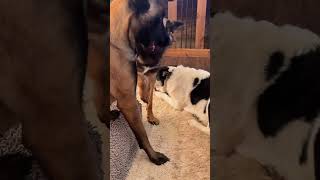 Belgian Malinois have a lot of different tactics for getting their way 😂🥰 malinois funnydogs [upl. by Olwen763]