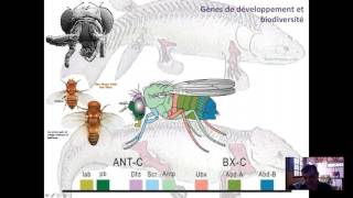 Gènes de développement et spéciation [upl. by Hollis]