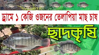 1kg Tilapia Fish  কৃষি  মাটি ছাড়া ছাদে মাছ ও সবজি চাষ [upl. by Tuhn]