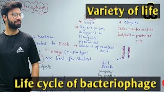 Life cycle of bacteriophage  Lytic And Lysogenic Cycle  Class 11 Biology [upl. by Yonina]