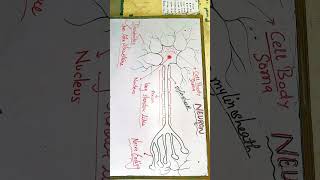 nerve cell or neuron diagram best clear neet iit neuroscience shortsfeed shorts [upl. by Buzzell]